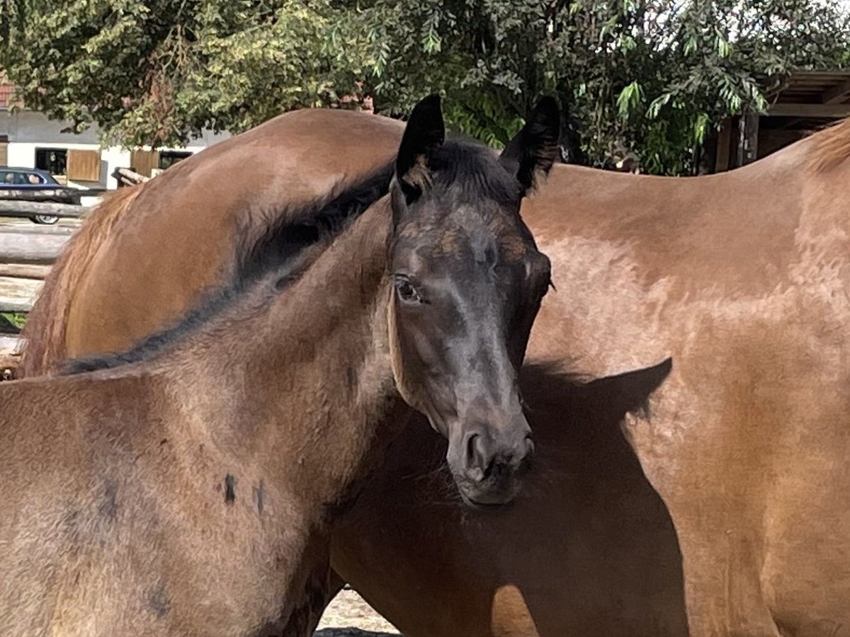 Hannoveranare Hingst Föl (05/2024) 170 cm Svart in Hettenshausen