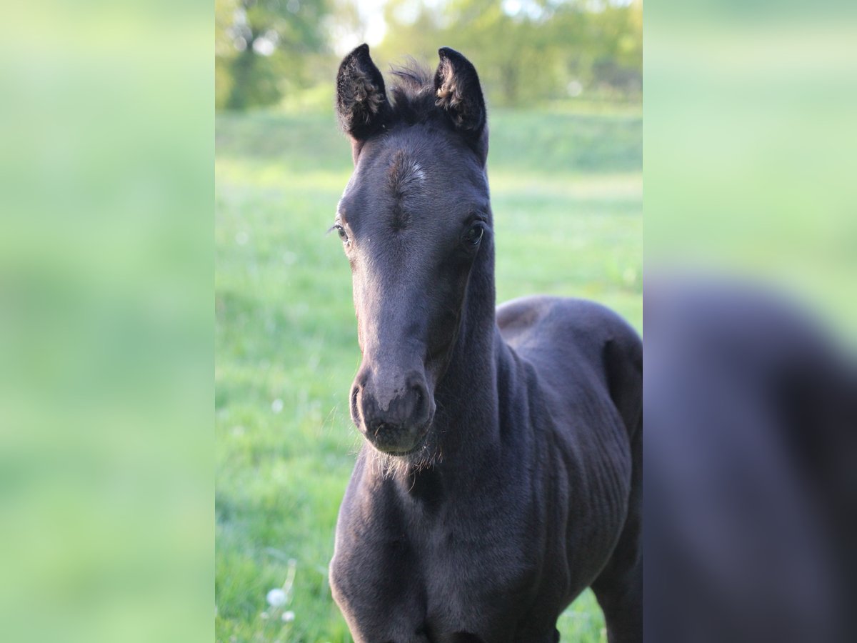 Hannoveranare Hingst Föl (04/2024) 172 cm Svart in Weitendorf