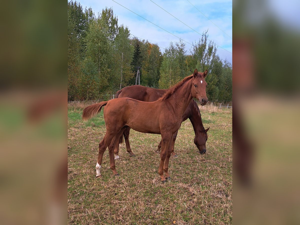 Hannoveranare Hingst Föl (03/2024) 173 cm fux in Stare Czarnowo