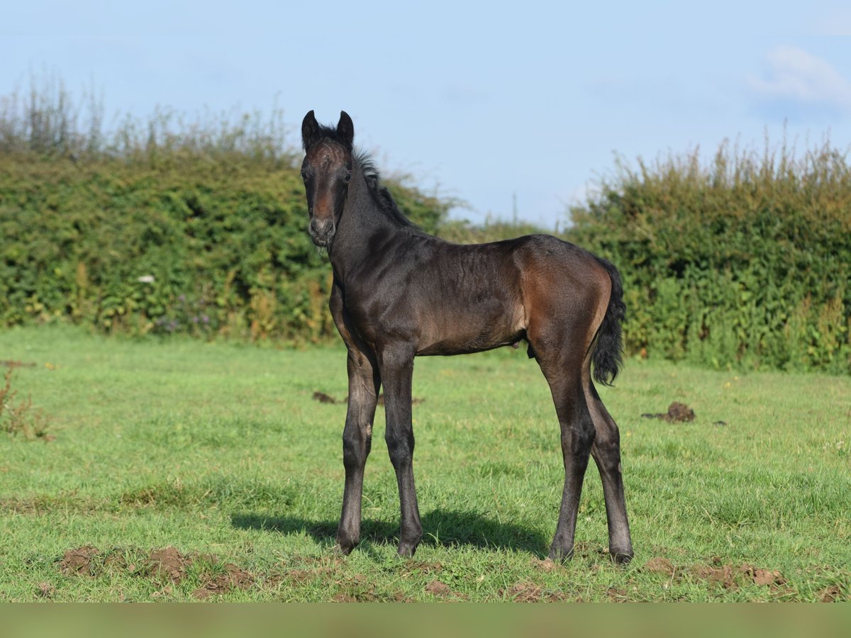 Hannoveranare Hingst Föl (06/2024) 173 cm Grå in Sheffield