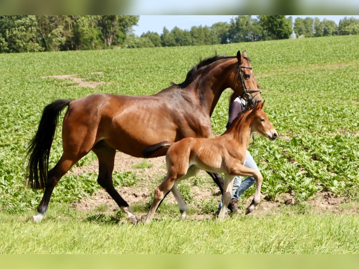 Hannoveranare Hingst Föl (06/2024) Brun in Dorf Mecklenburg/OT Rambow