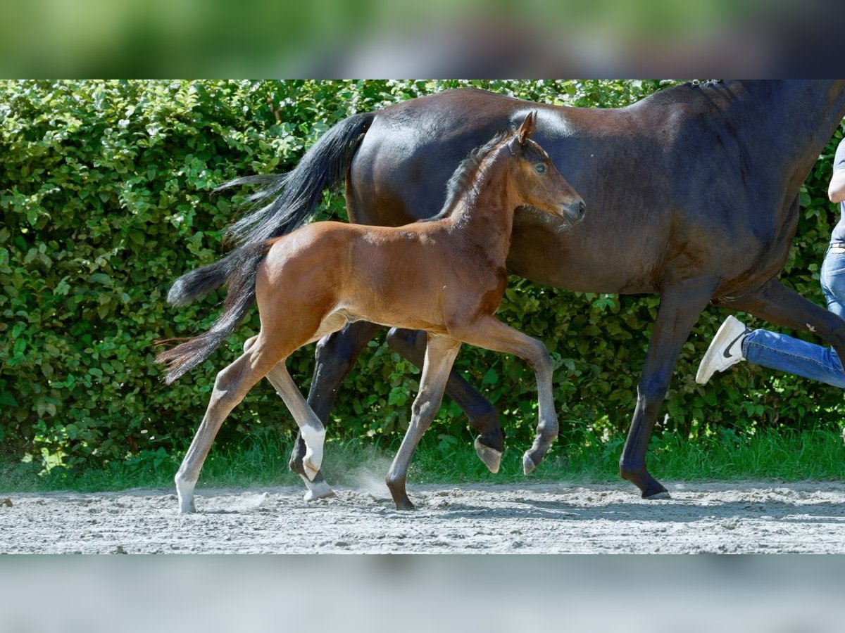 Hannoveranare Hingst Föl (01/2024) Brun in Mönchengladbach