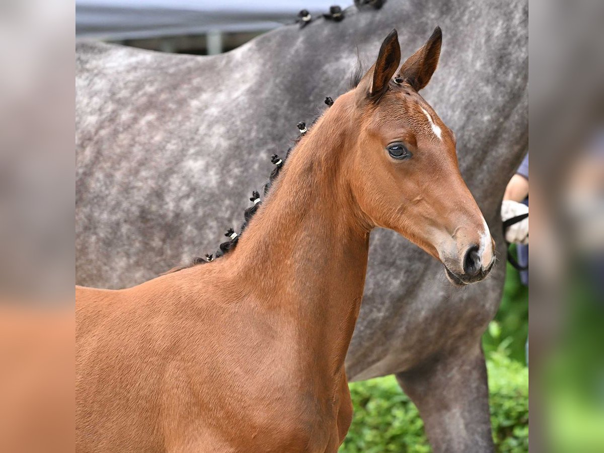 Hannoveranare Hingst Föl (04/2024) Brun in Bad Bevensen