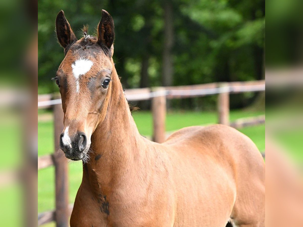 Hannoveranare Hingst Föl (05/2024) Brun in Bad Bevensen