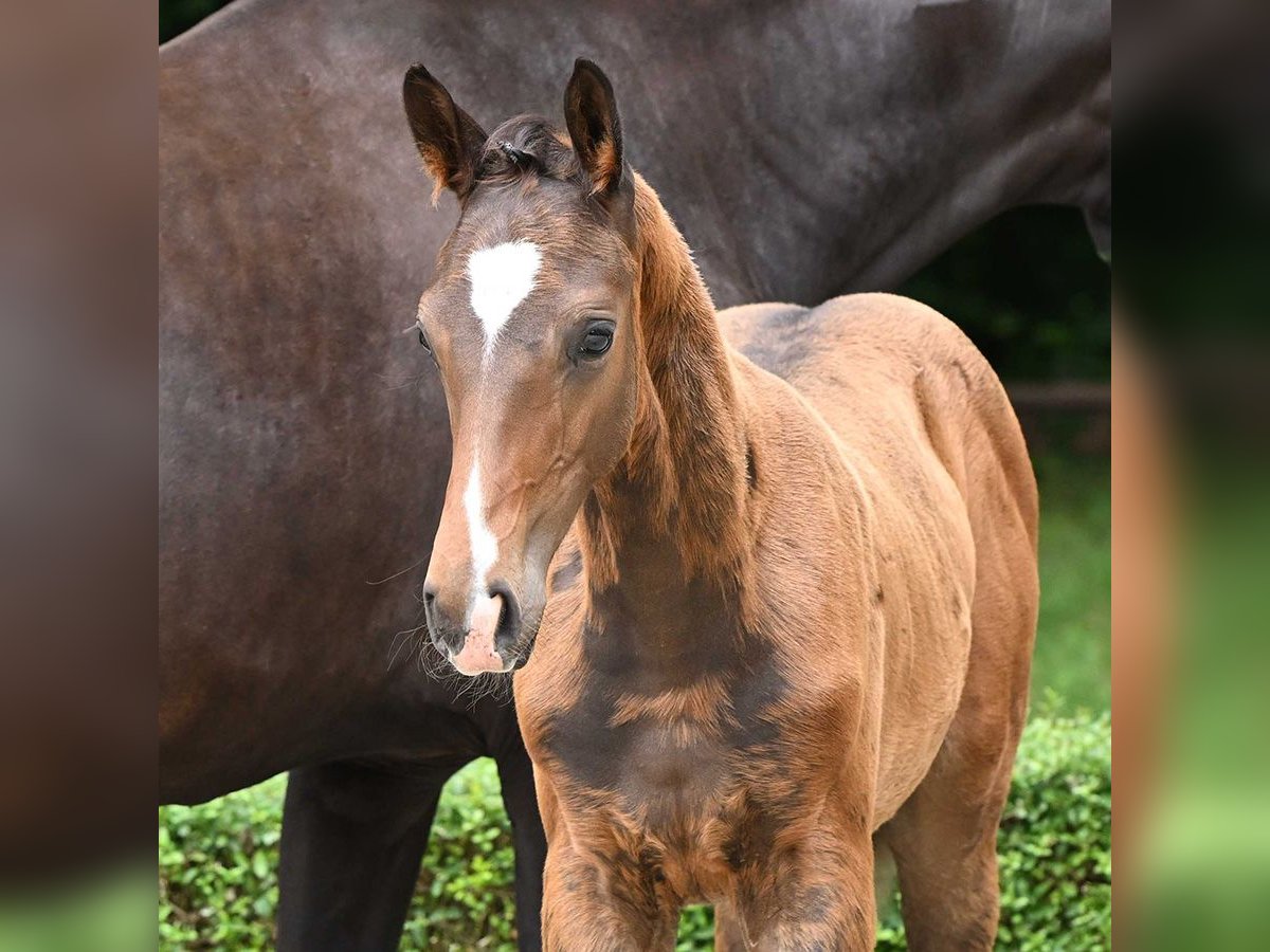 Hannoveranare Hingst Föl (04/2024) Brun in Bad Bevensen