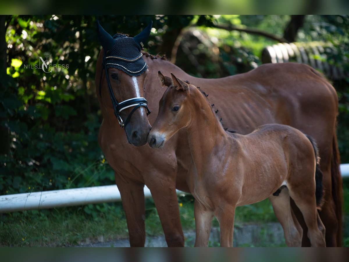 Hannoveranare Hingst Föl (05/2024) Brun in Buseck