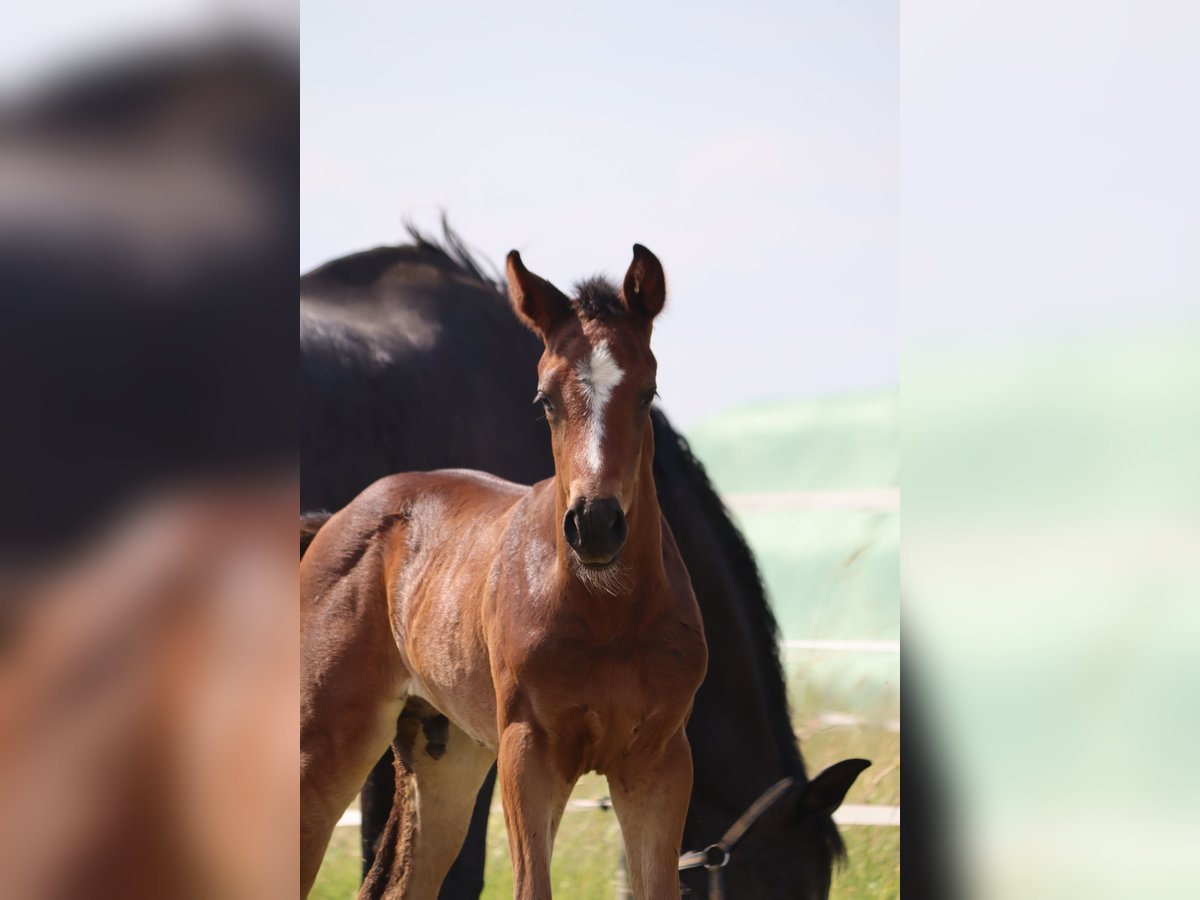 Hannoveranare Hingst Föl (05/2024) Brun in Neuberg