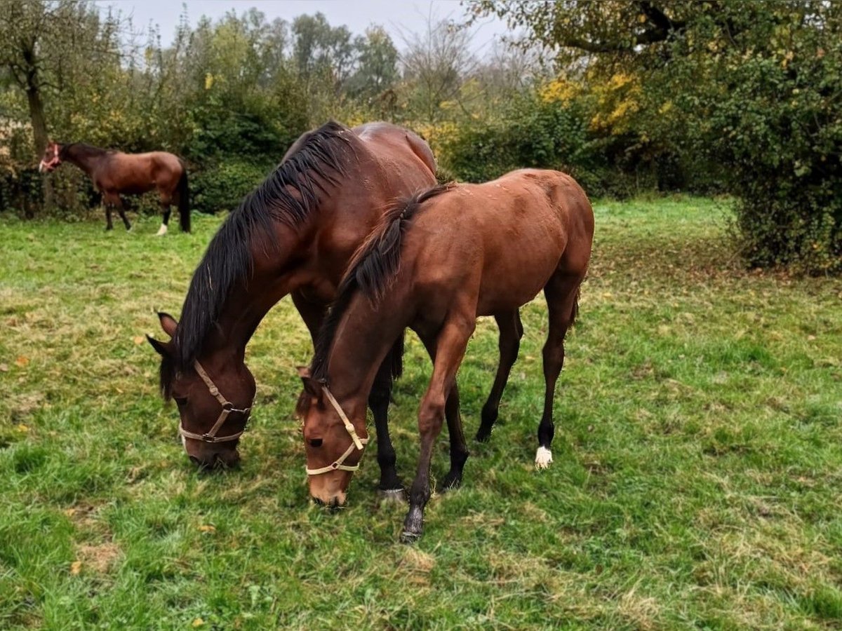 Hannoveranare Hingst Föl (05/2024) Brun in Rinteln