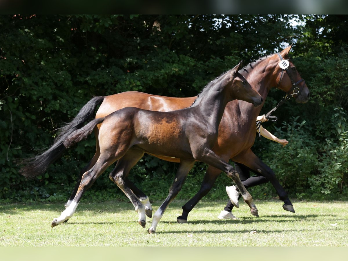 Hannoveranare Hingst Föl (04/2024) Brun in Lüchow