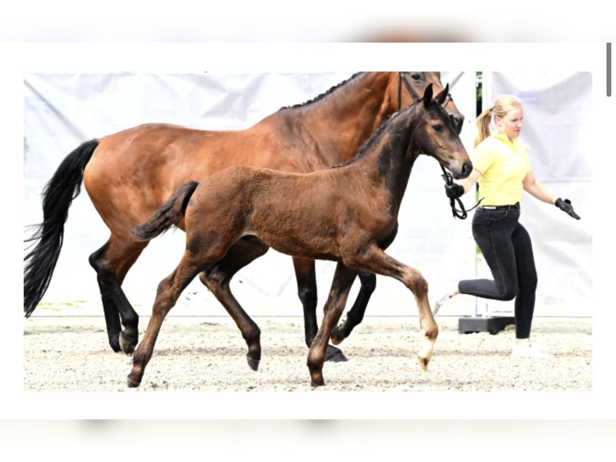 Hannoveranare Hingst Föl (03/2024) Brun in Moormerland