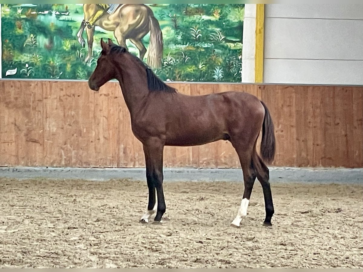 Hannoveranare Hingst Föl (05/2024) Brun in Rees