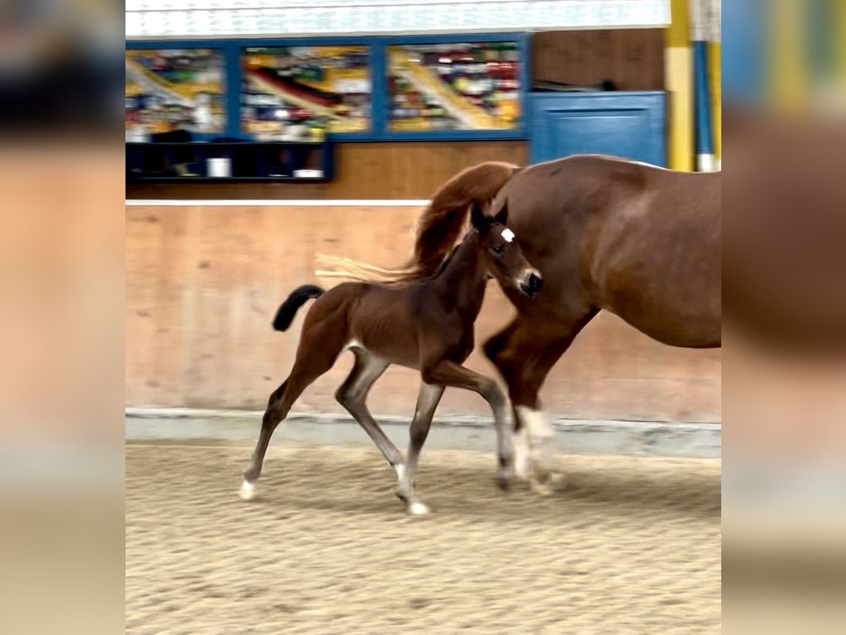 Hannoveranare Hingst Föl (05/2024) Brun in Rees