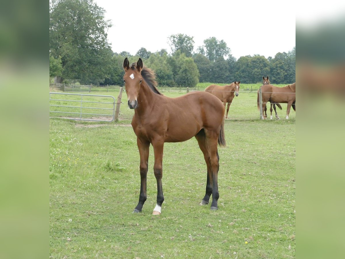 Hannoveranare Hingst Föl (04/2024) Brun in Rhede