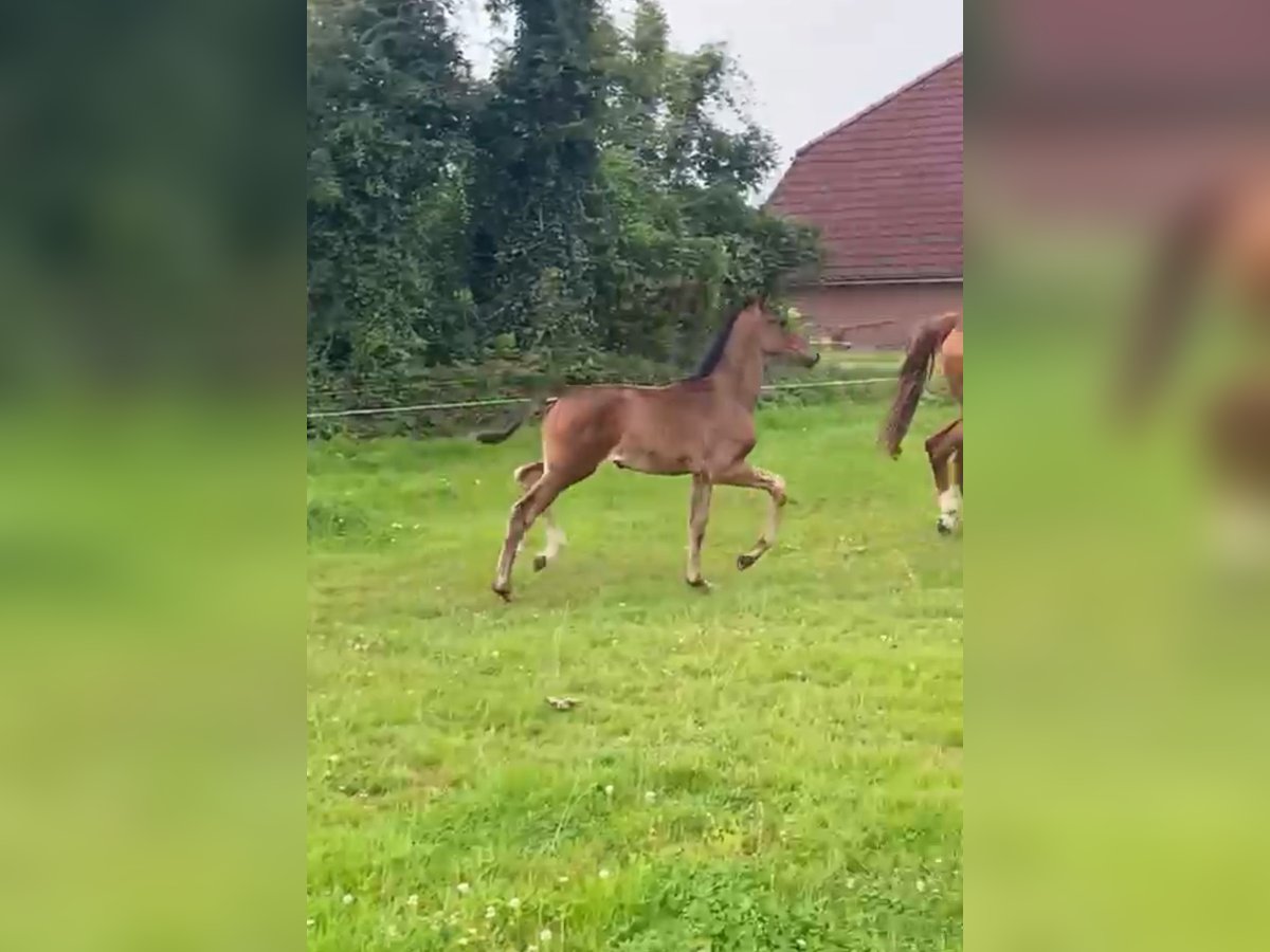 Hannoveranare Hingst Föl (06/2024) Brun in Uplengen