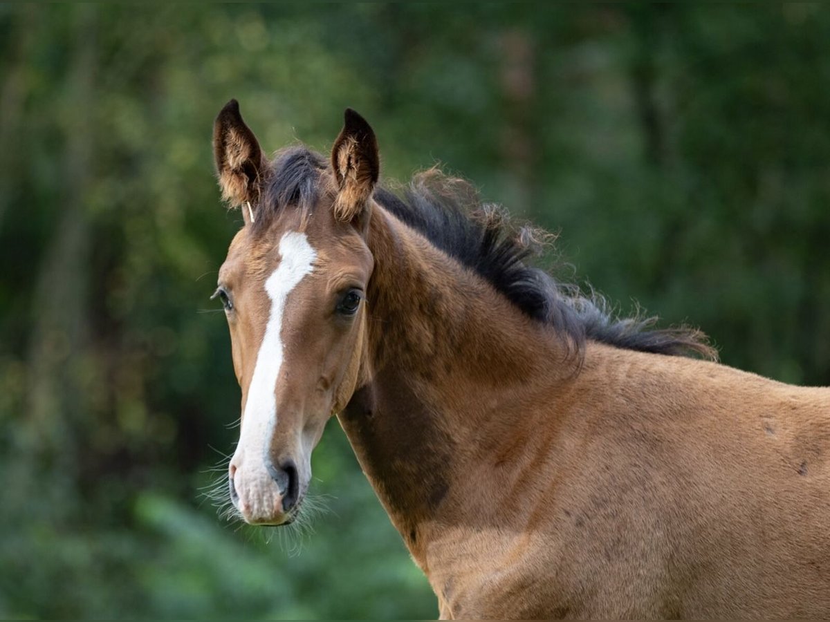 Hannoveranare Hingst Föl (05/2024) Brun in Winsen (Aller)