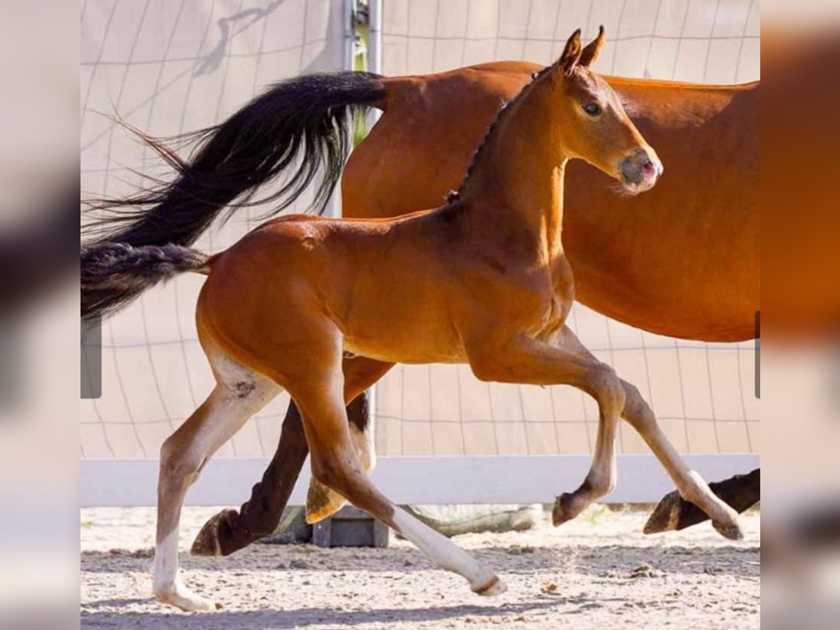 Hannoveranare Hingst Föl (04/2024) Brun in Holste