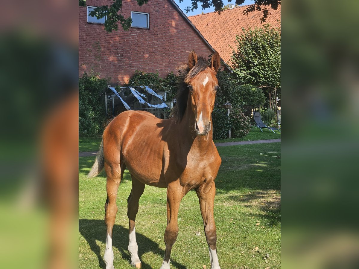 Hannoveranare Hingst Föl (03/2024) Brun in Drebber