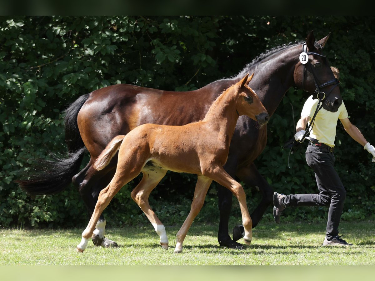 Hannoveranare Hingst Föl (05/2024) Fux in Gartow