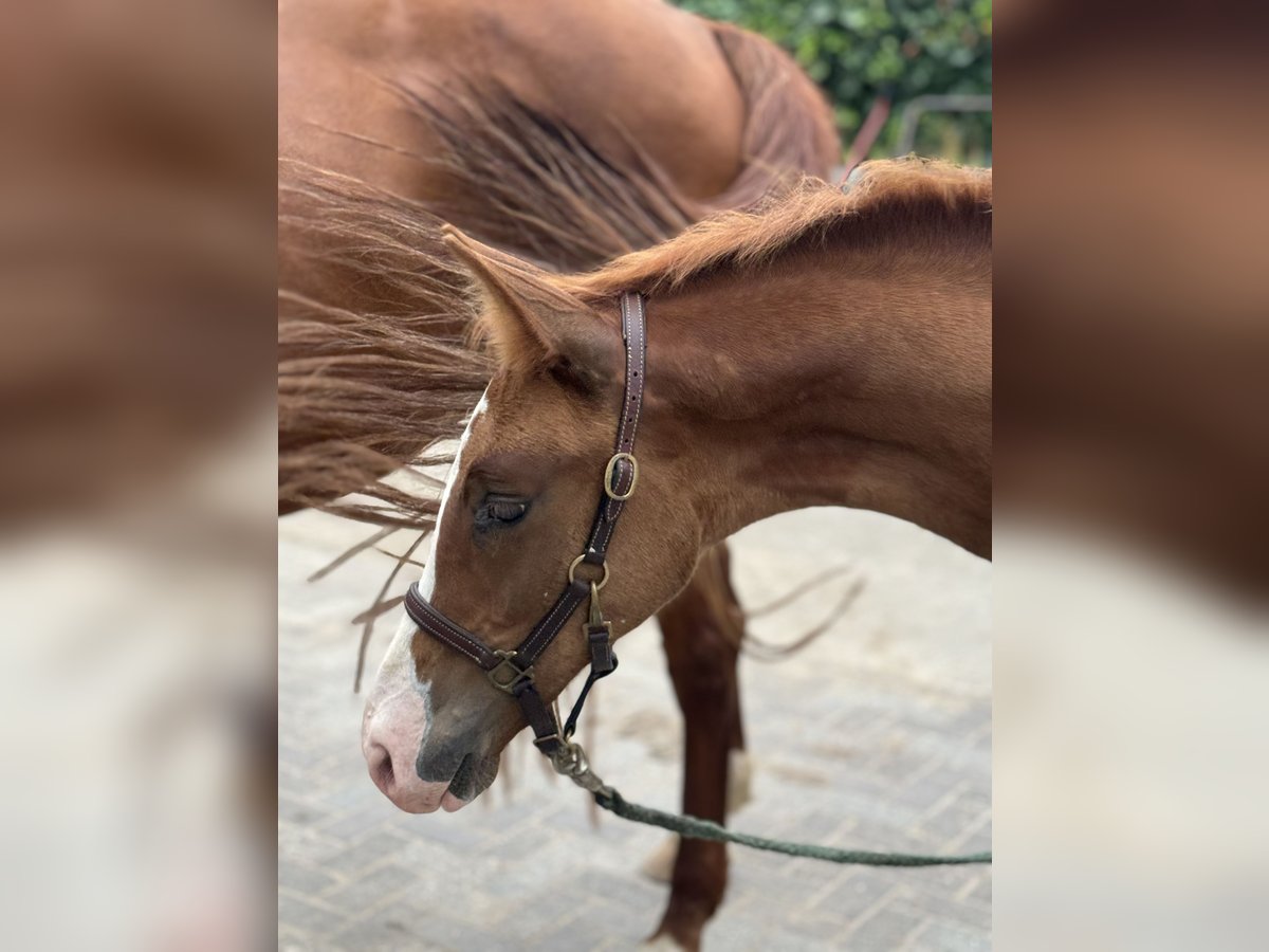 Hannoveranare Hingst Föl (05/2024) fux in Ratingen