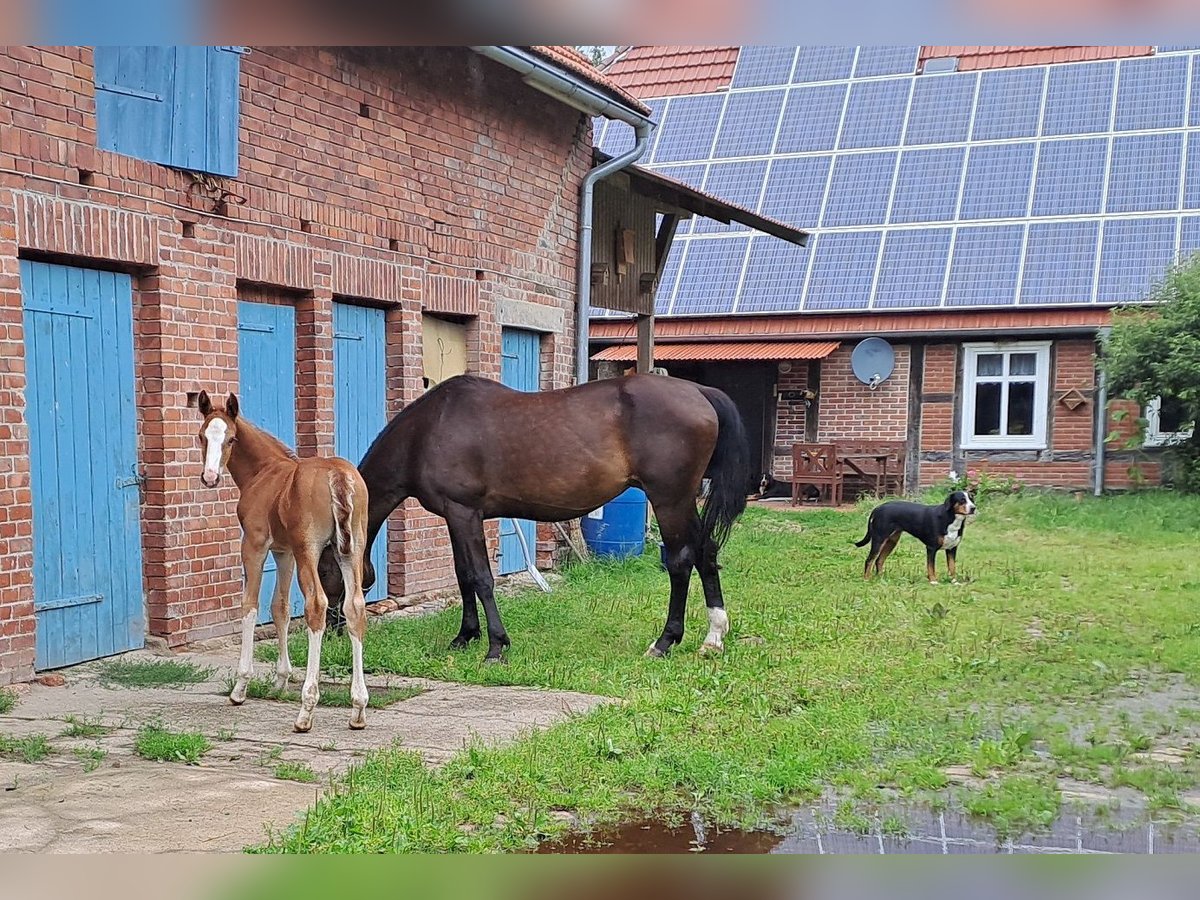 Hannoveranare Hingst Föl (06/2024) fux in Seedorf