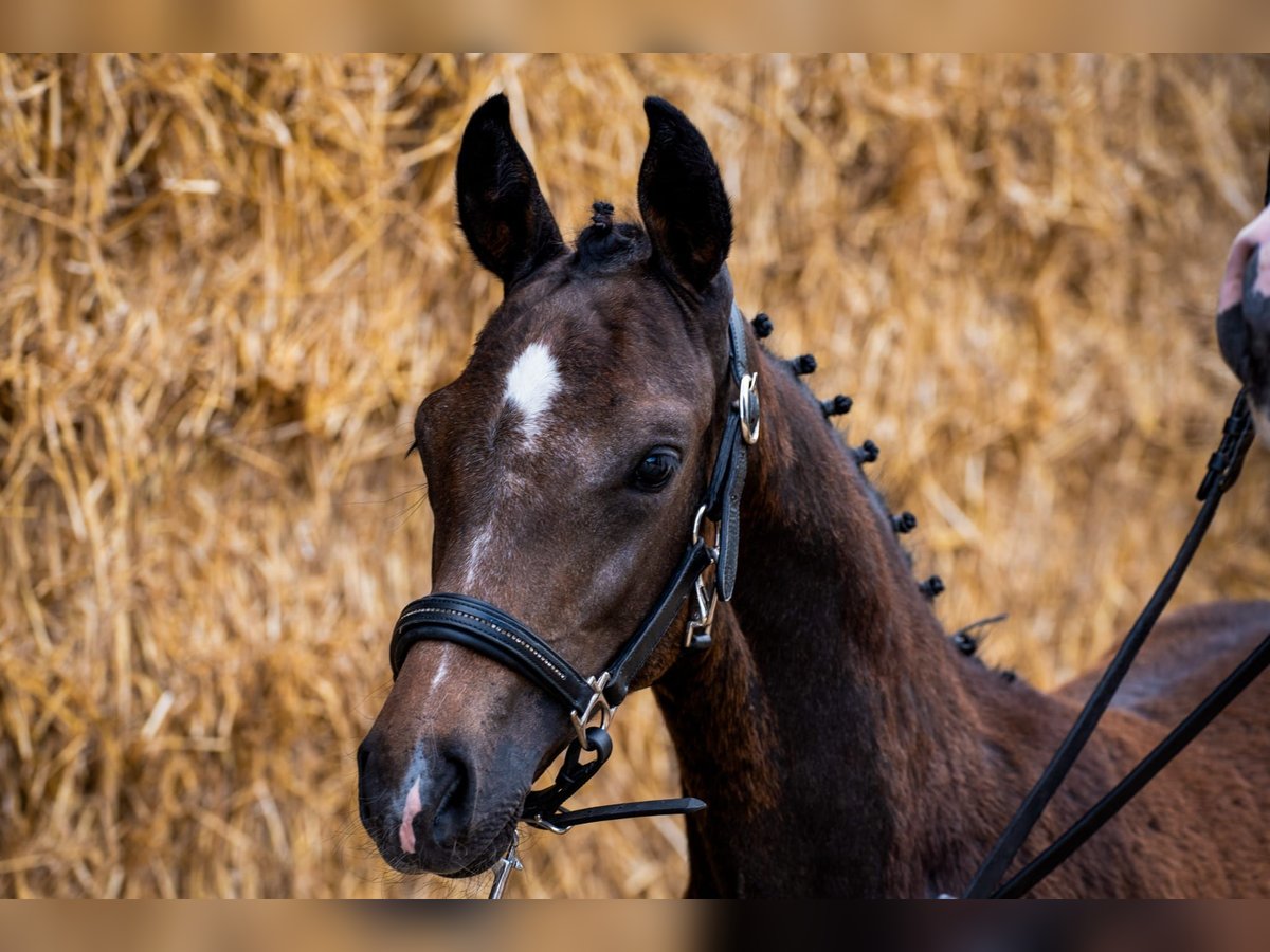 Hannoveranare Hingst Föl (03/2024) Kan vara vit in Kranenburg