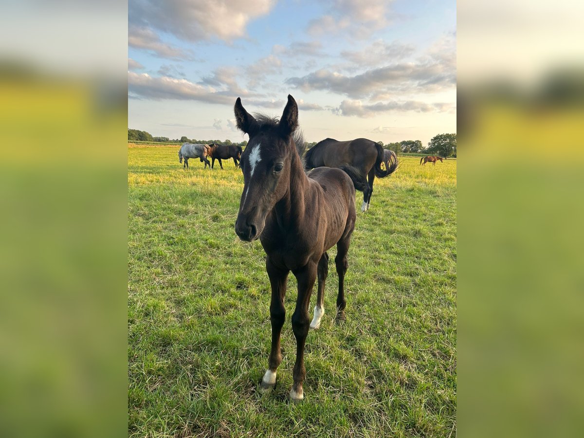 Hannoveranare Hingst Föl (06/2024) Kan vara vit in Garbsen