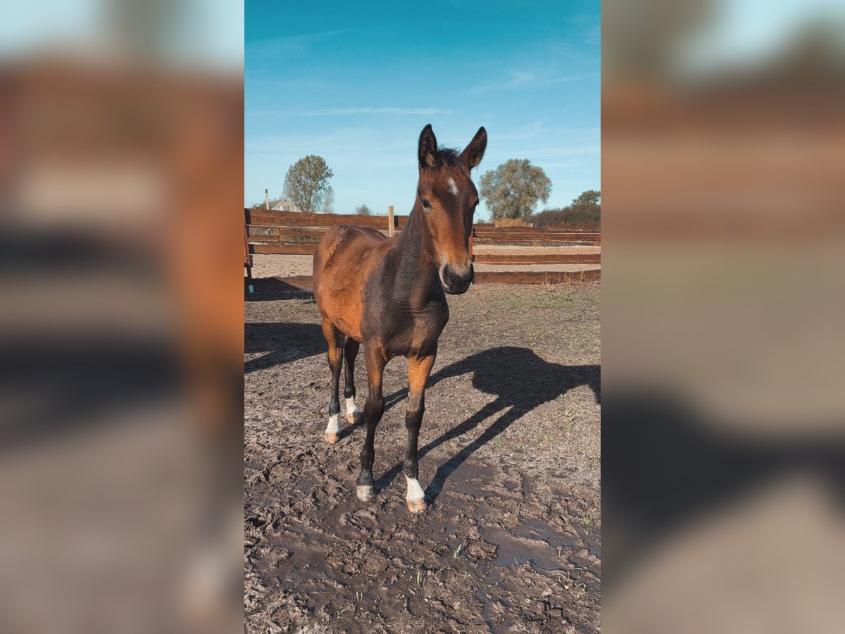 Hannoveranare Blandning Hingst Föl (04/2024) Mörkbrun in Anklam