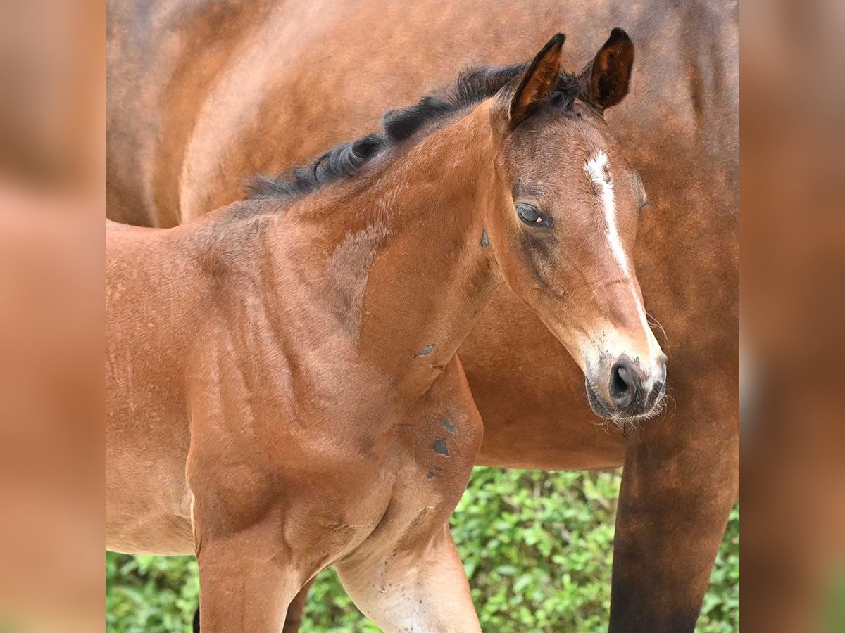 Hannoveranare Hingst Föl (06/2024) Mörkbrun in Bad Bevensen