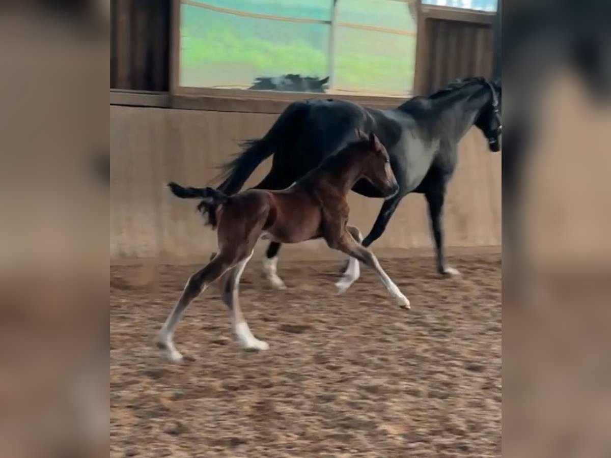 Hannoveranare Hingst Föl (05/2024) Mörkbrun in Neuberg