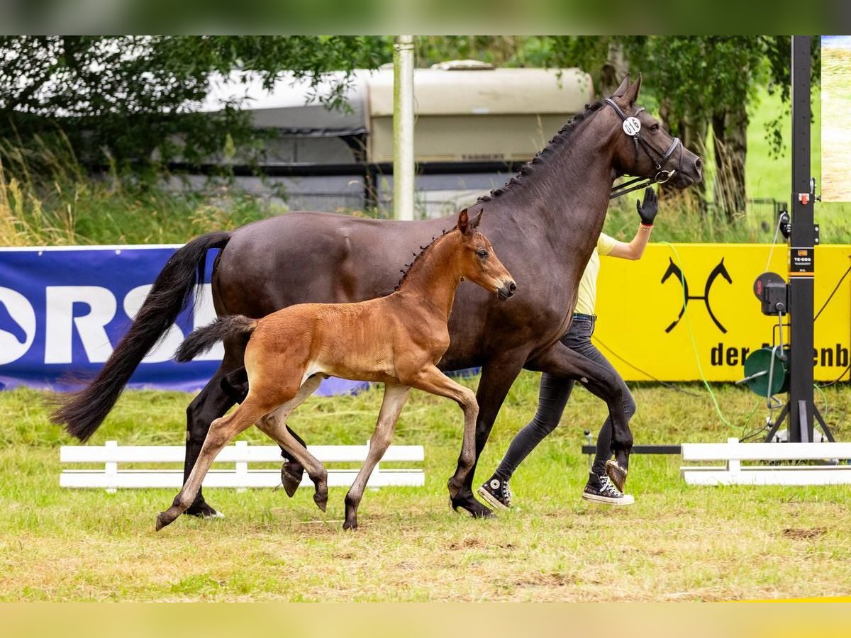 Hannoveranare Hingst Föl (06/2024) Mörkbrun in Niendorf