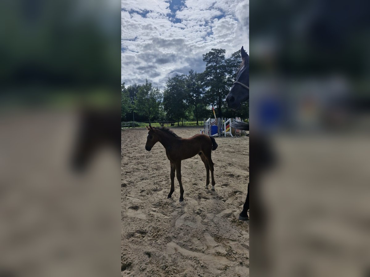 Hannoveranare Hingst Föl (01/2024) Mörkbrun in Petershagen