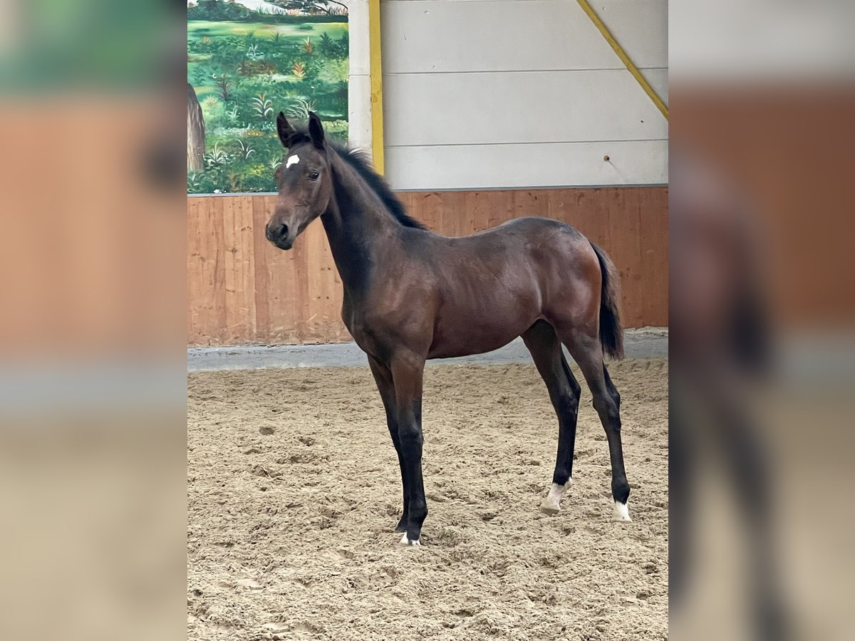 Hannoveranare Hingst Föl (05/2024) Mörkbrun in Rees