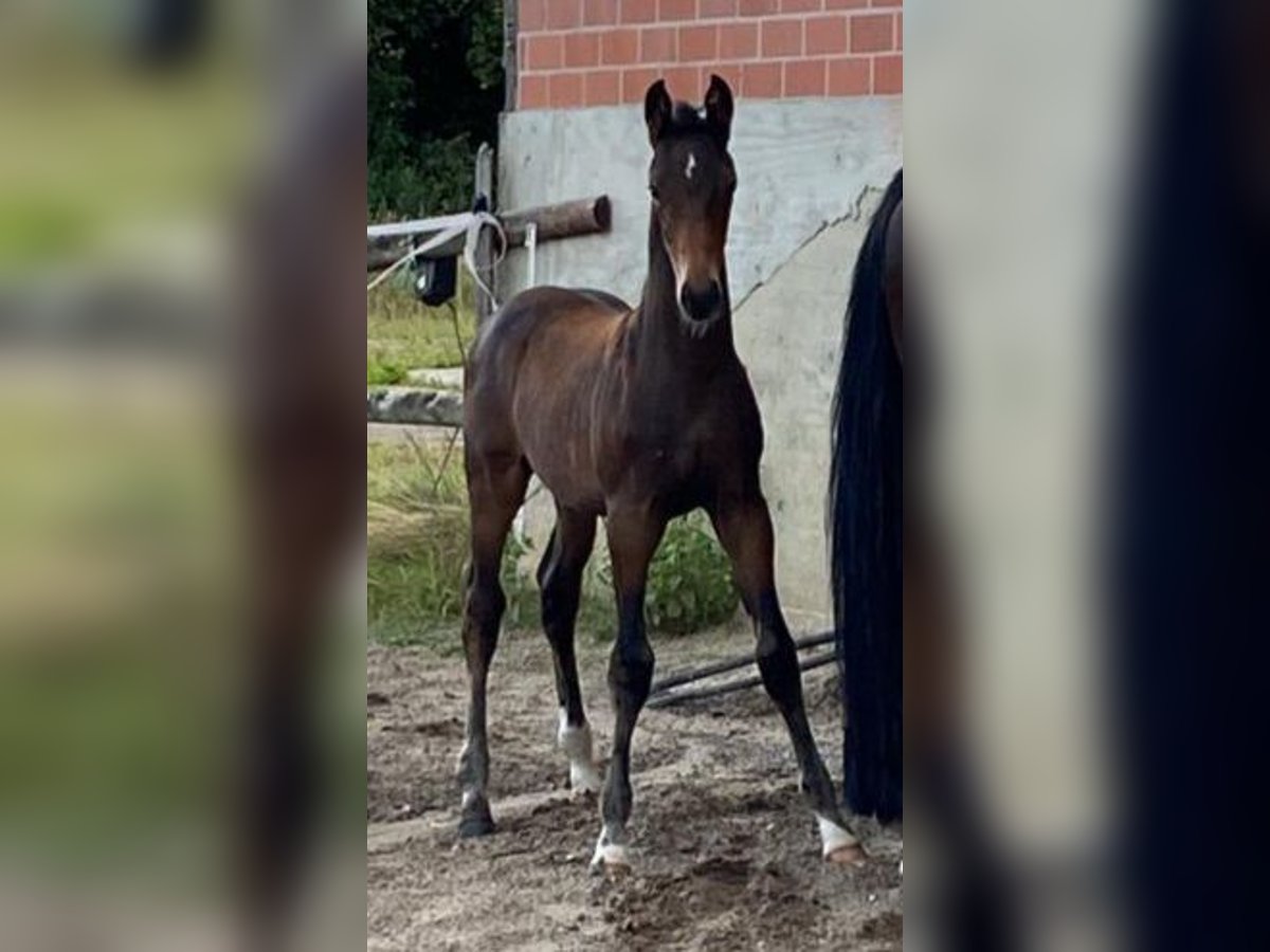 Hannoveranare Hingst Föl (05/2024) Mörkbrun in Sulingen