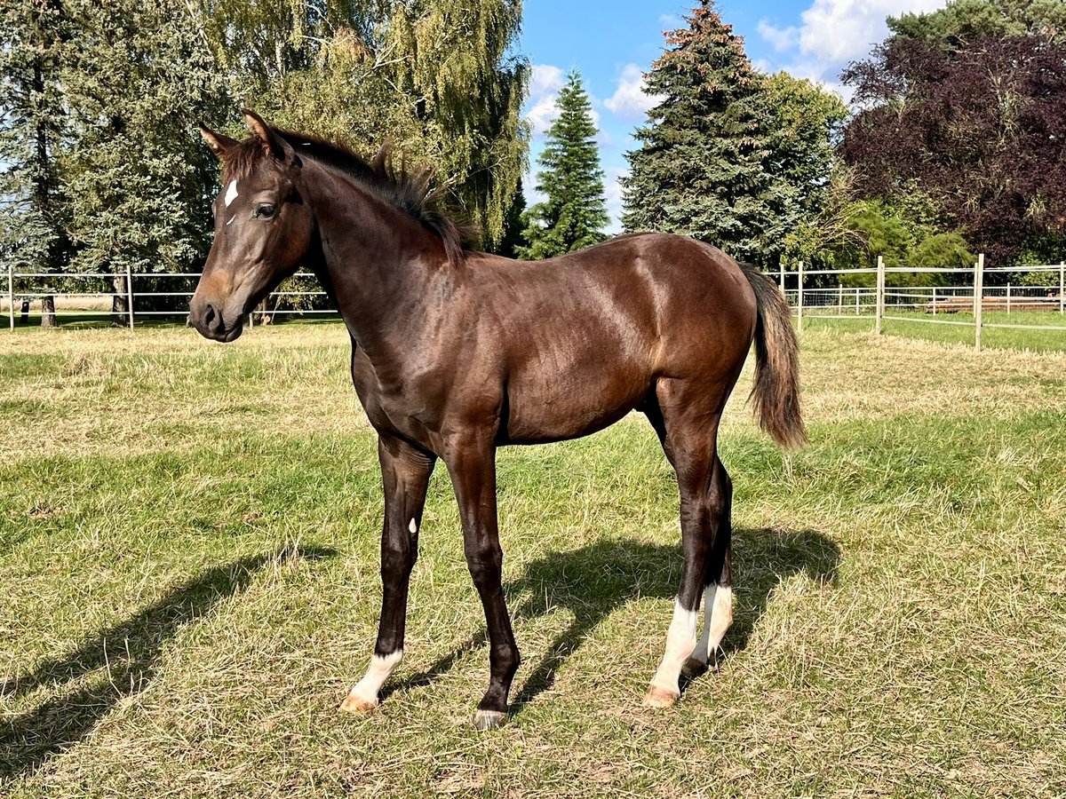 Hannoveranare Hingst Föl (04/2024) Mörkbrun in Elze