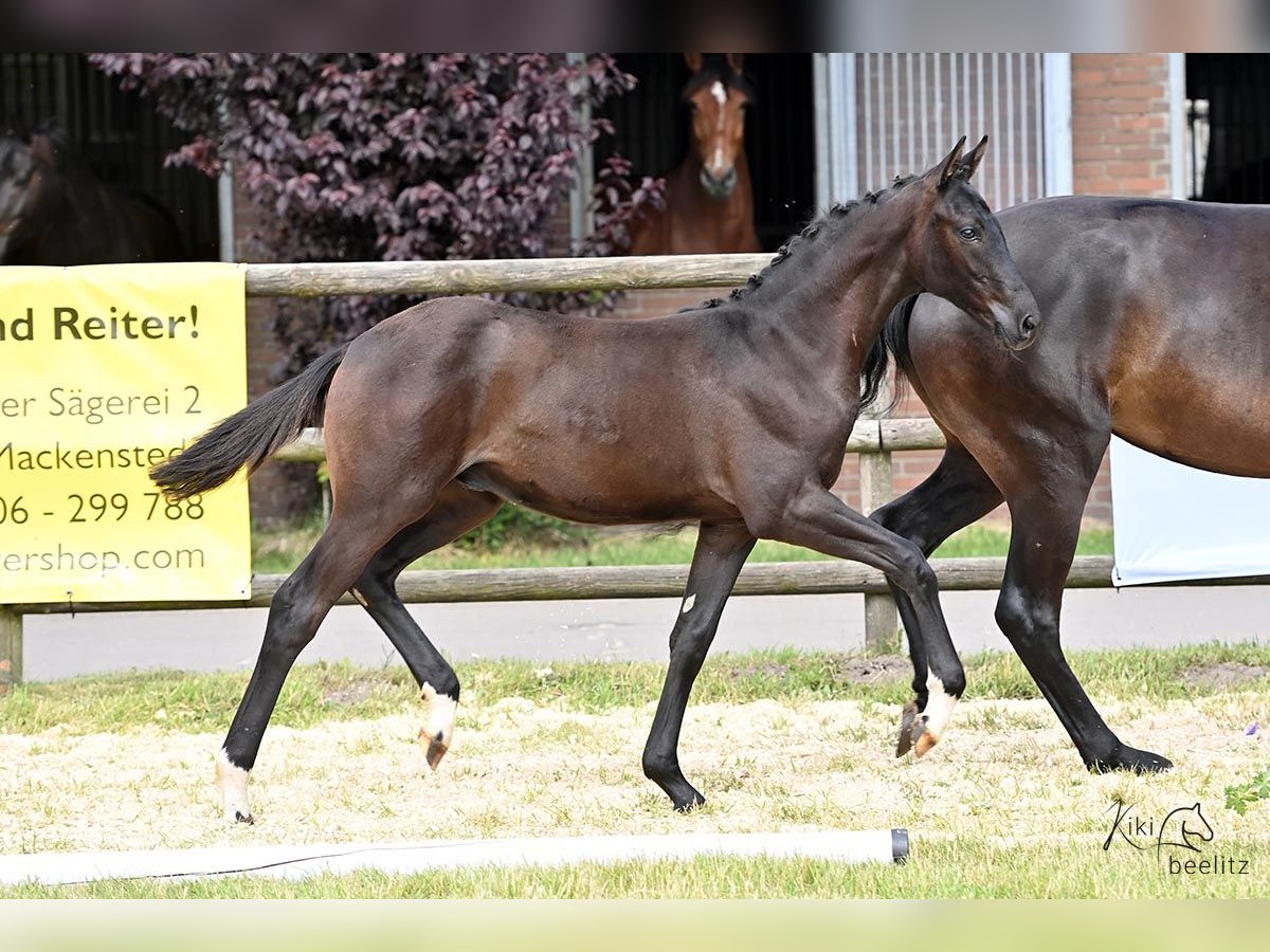 Hannoveranare Hingst Föl (01/2024) Rökfärgad svart in Weyhe