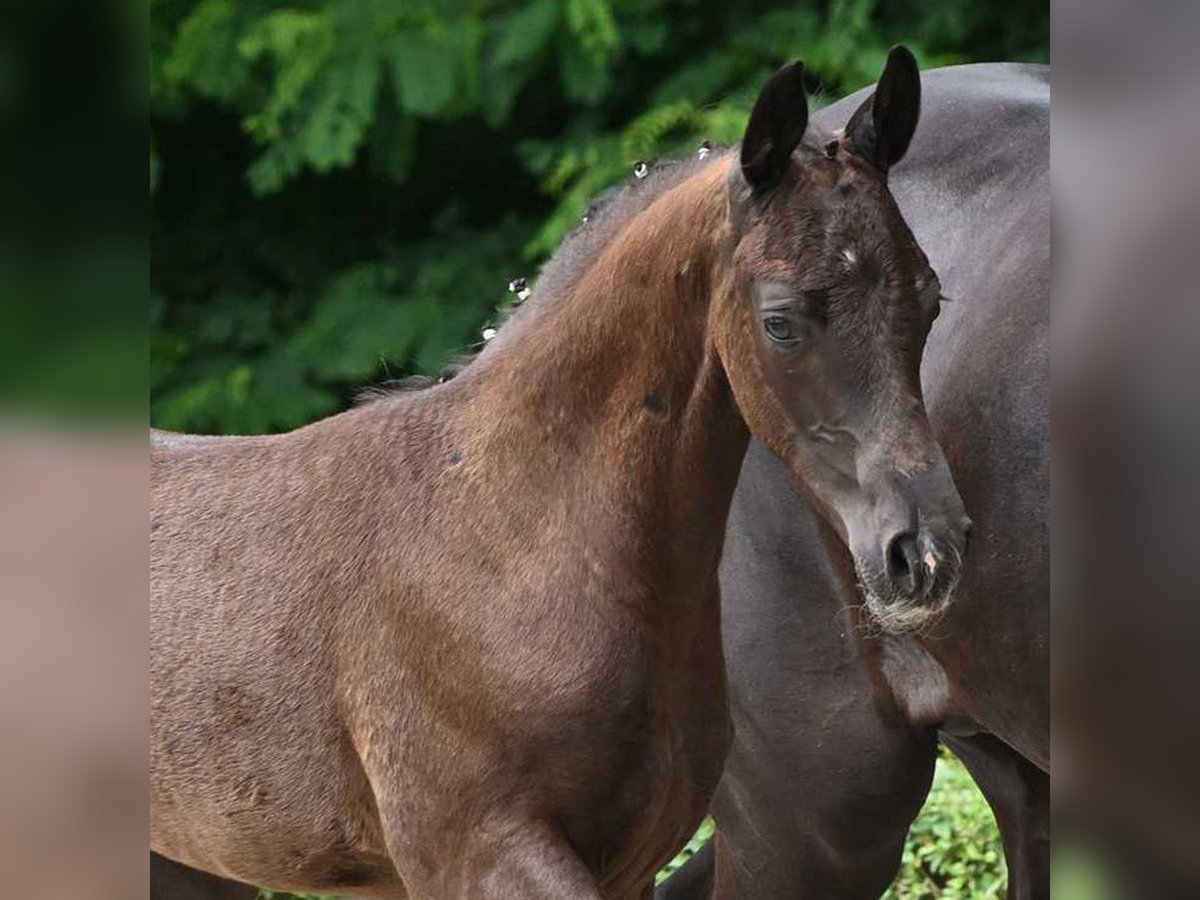 Hannoveranare Hingst Föl (05/2024) Svart in Bad Bevensen