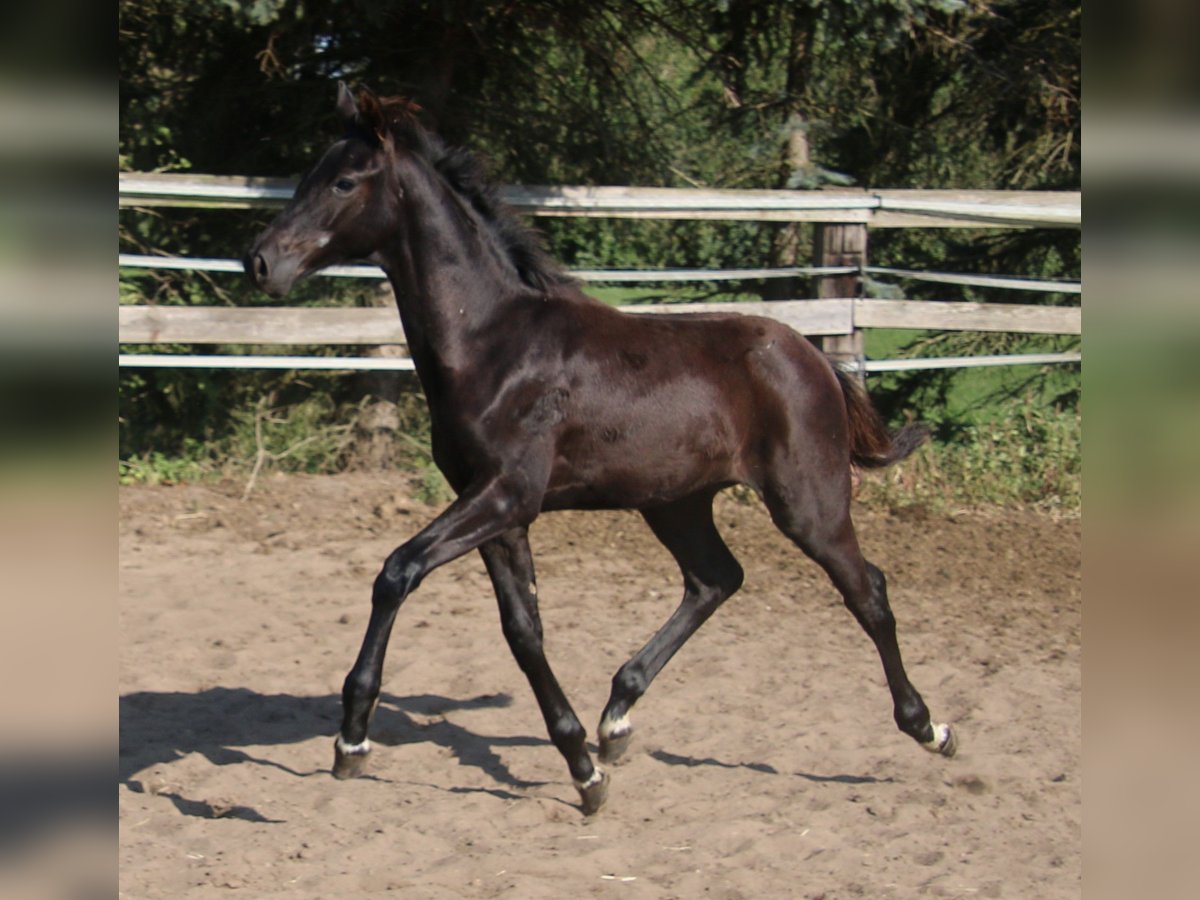 Hannoveranare Hingst Föl (05/2024) Svart in Kremmen