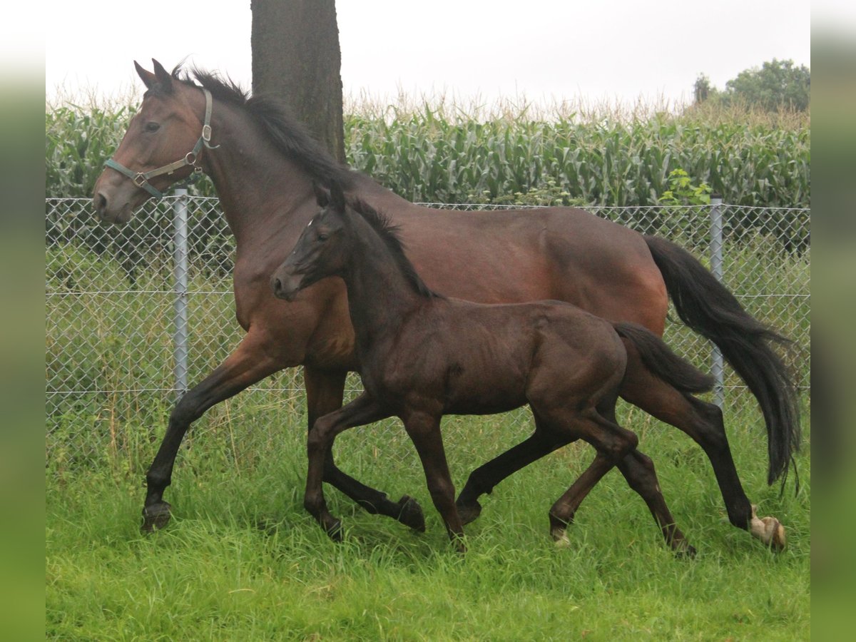 Hannoveranare Hingst Föl (05/2024) Svart in Obernkirchen