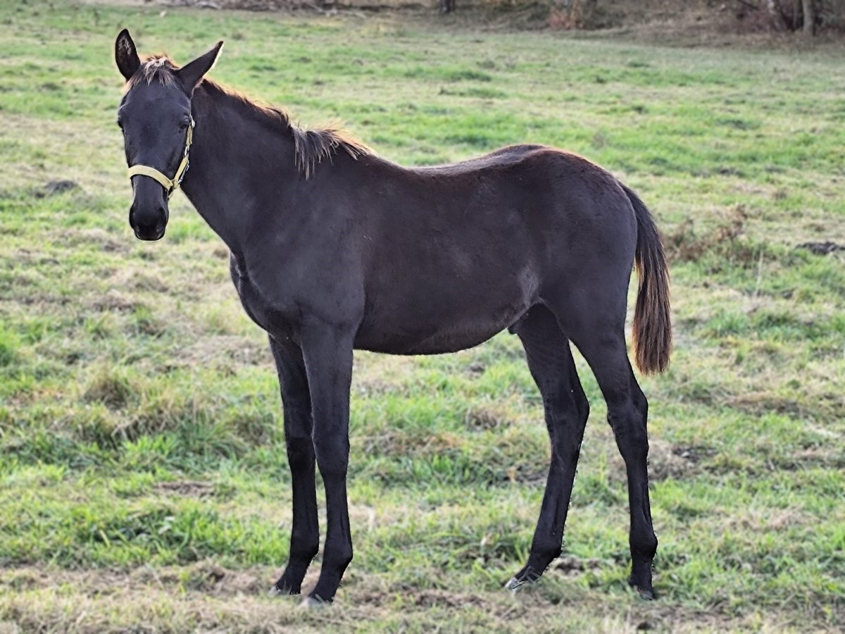 Hannoveranare Hingst Föl (05/2024) Svart in Schollene