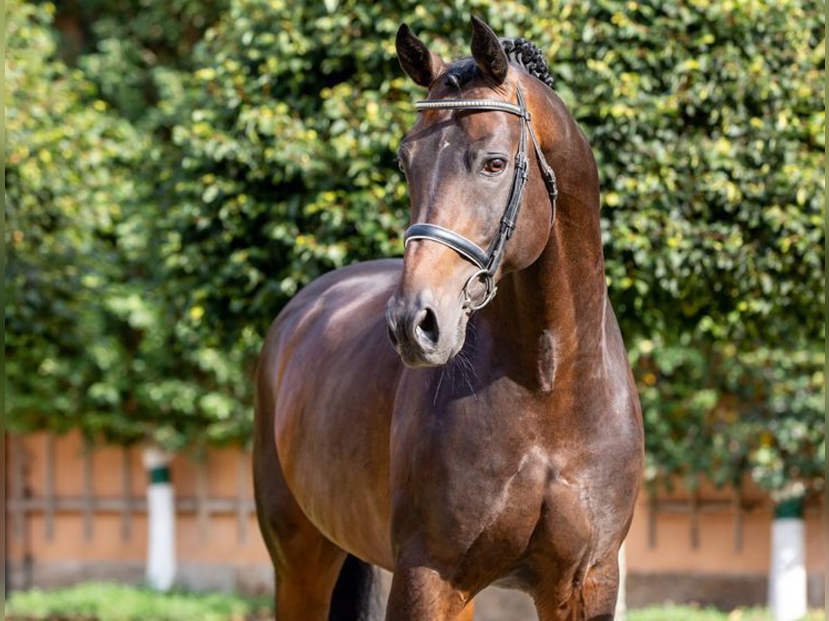 Hannoveranare Hingst Mörkbrun in Bernstadt