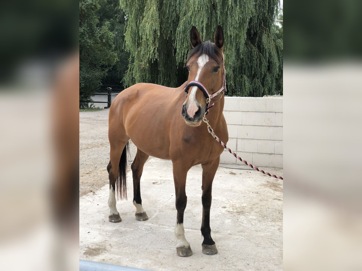 Hannoveranare Sto 23 år 162 cm Brun in Mainz-Kostheim