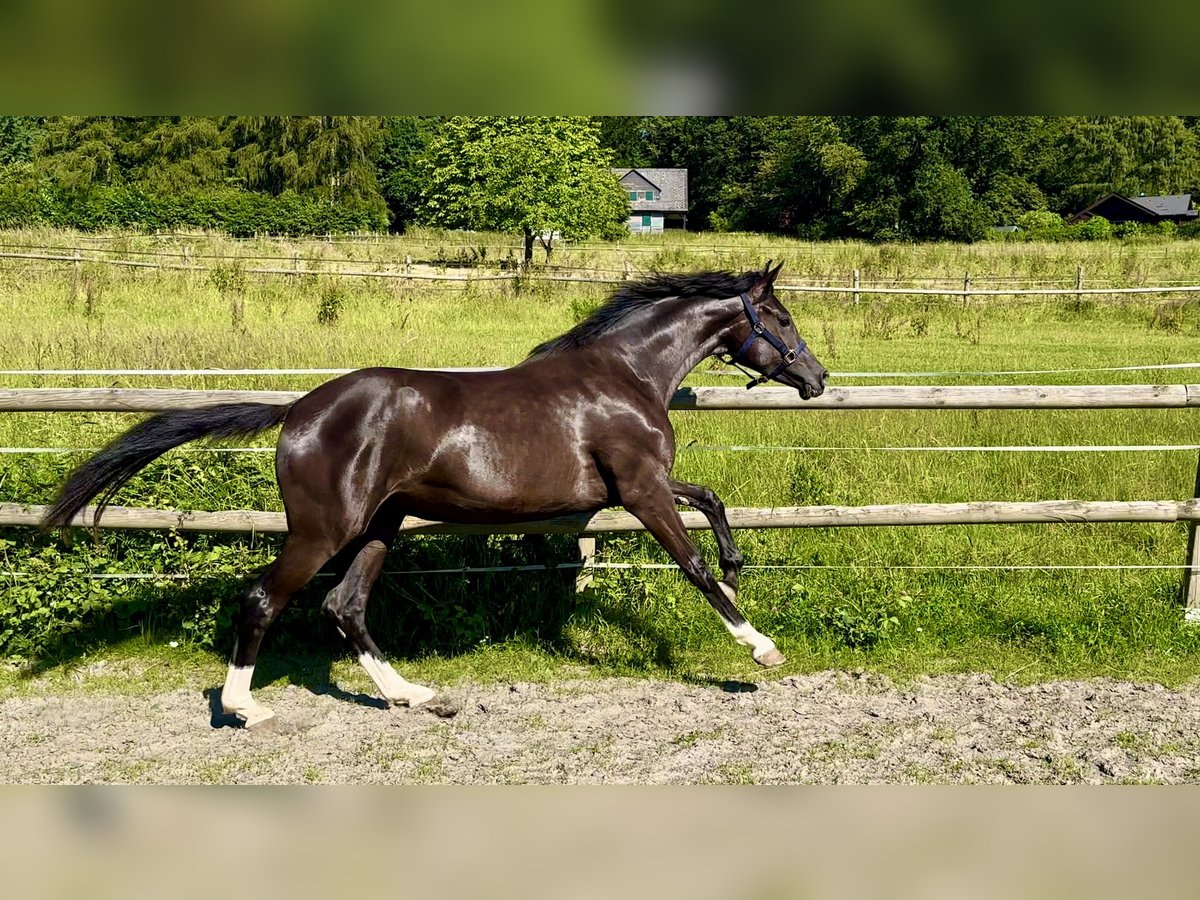 Hannoveranare Sto 2 år 172 cm Svart in Kloster Lehnin