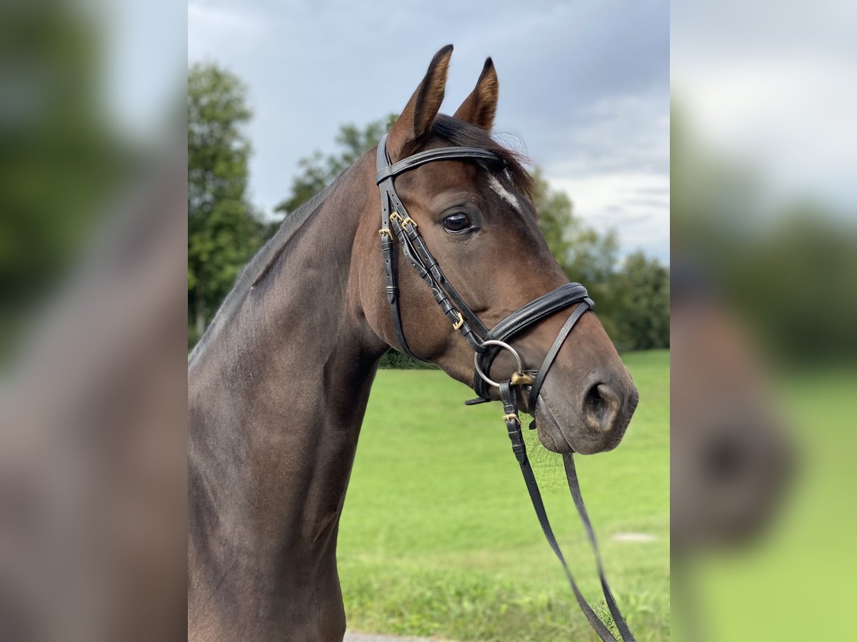 Hannoveranare Sto 3 år 162 cm Brun in Wilen-Wollerau