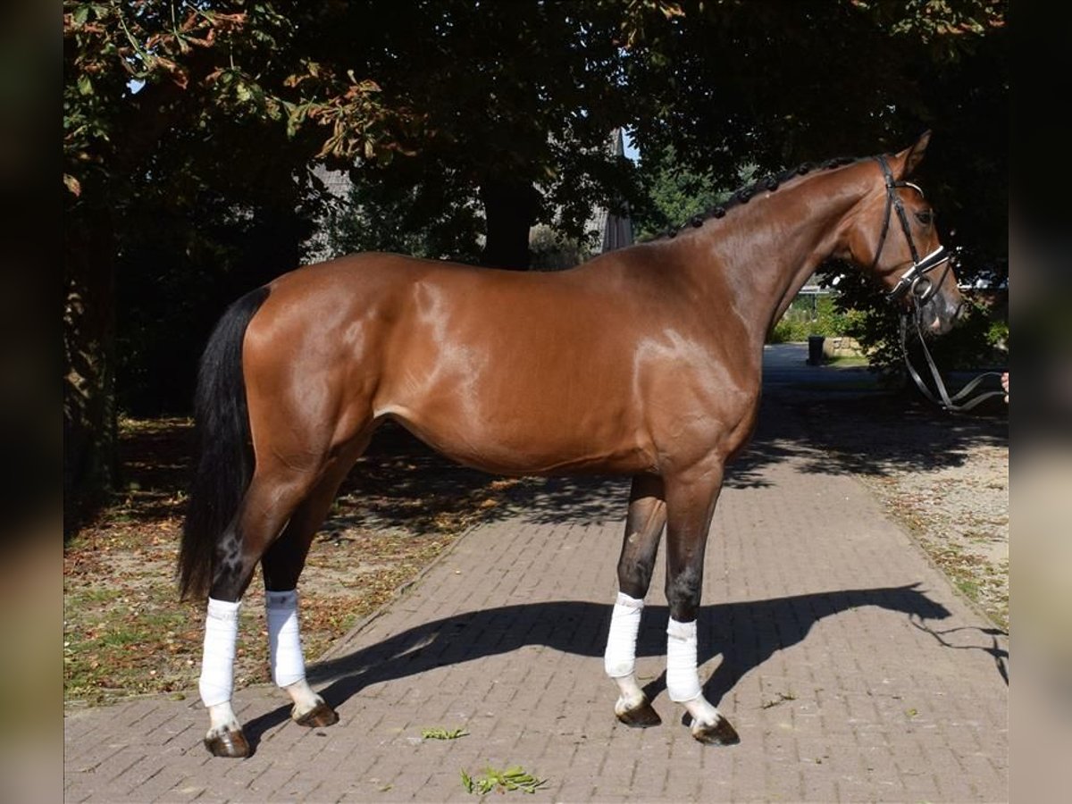 Hannoveranare Sto 3 år 172 cm Brun in Fredenbeck