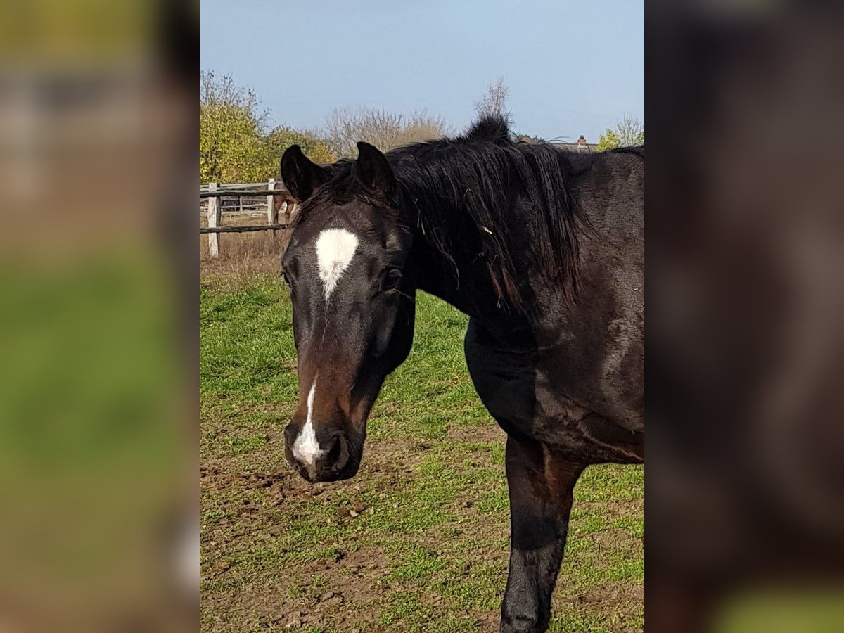 Hannoveranare Sto 5 år 170 cm Rökfärgad svart in Ratekau