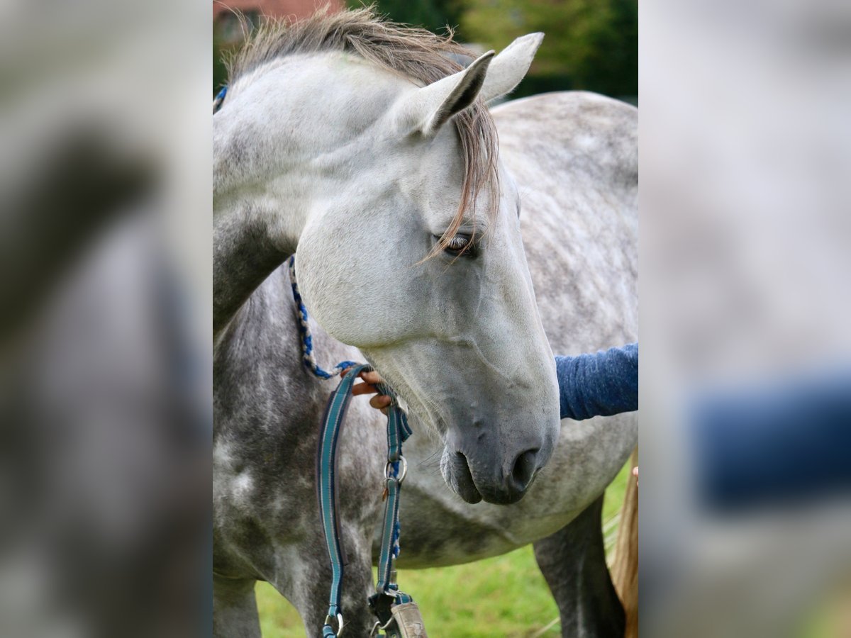 Hannoveranare Sto 7 år 170 cm Gråskimmel in Glandorf