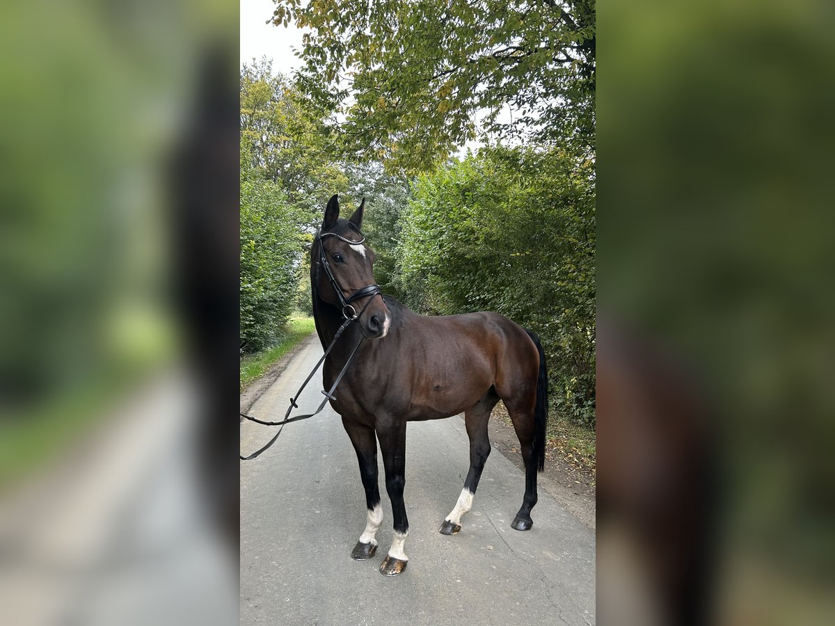 Hannoveranare Valack 10 år 160 cm Mörkbrun in Ennigerloh