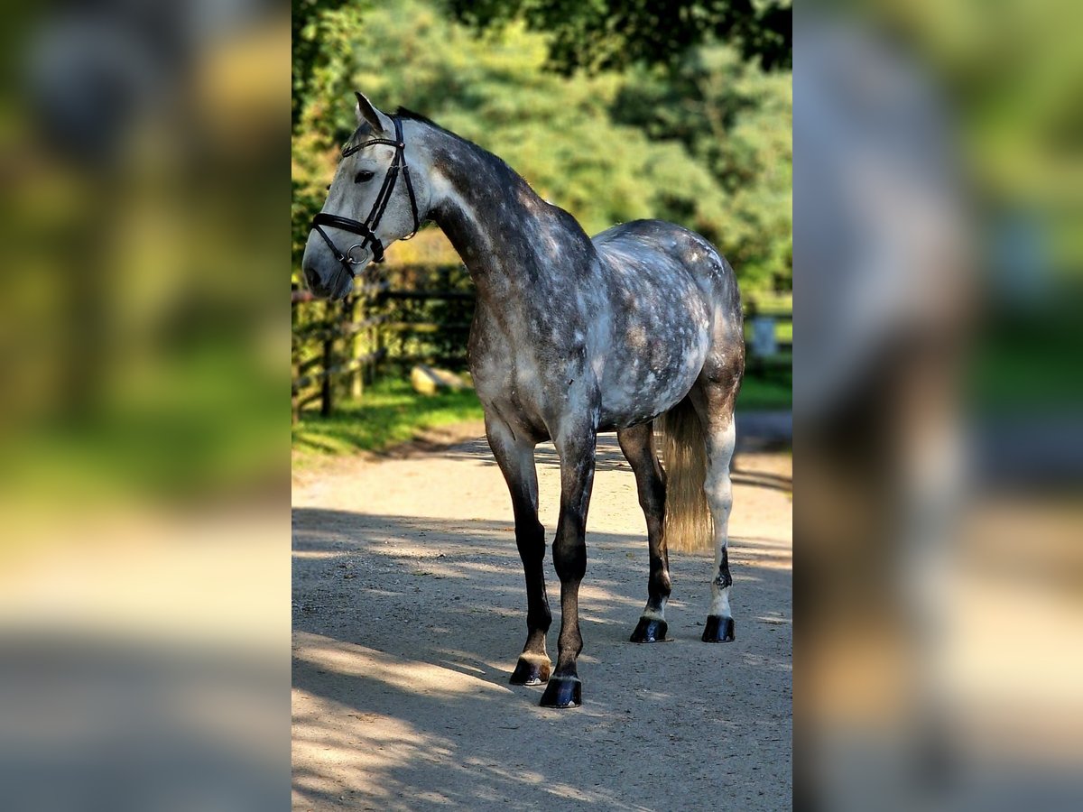 Hannoveranare Valack 10 år 170 cm Gråskimmel in Wesel