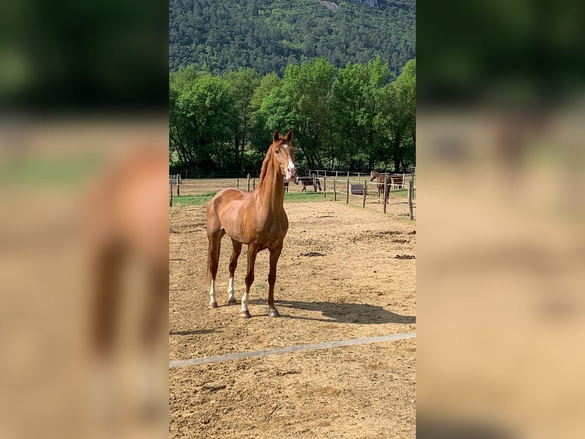 Hannoveranare Valack 10 år 175 cm fux in rocbaron