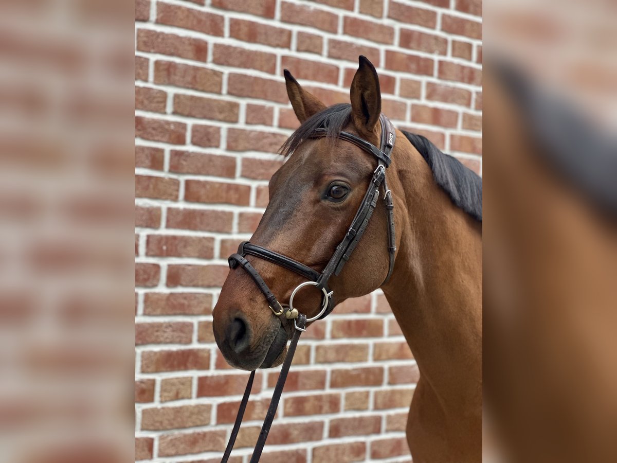 Hannoveranare Valack 11 år 164 cm Brun in Walldorf